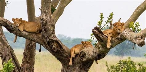 Tree climbing lions in queen Elizabeth national park