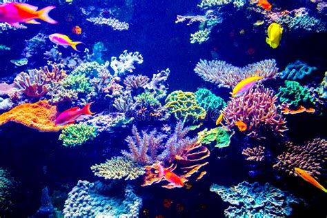 Singapore aquarium stock photo. Image of ocean, israel - 54087570