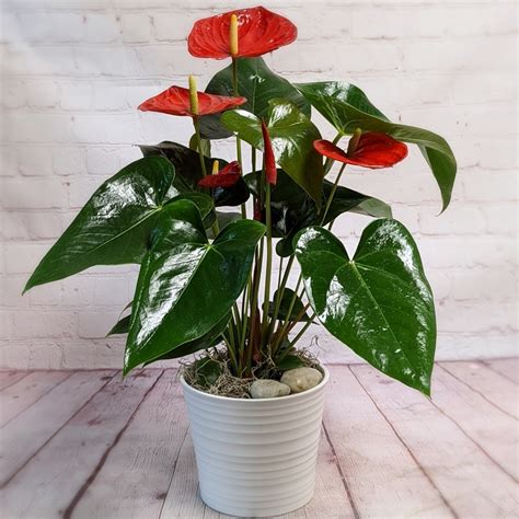 Potted Anthurium – Brown’s The Florist BD Canada