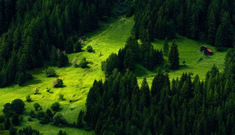 trees, Nature, Green, Landscape Wallpapers HD / Desktop and Mobile ...