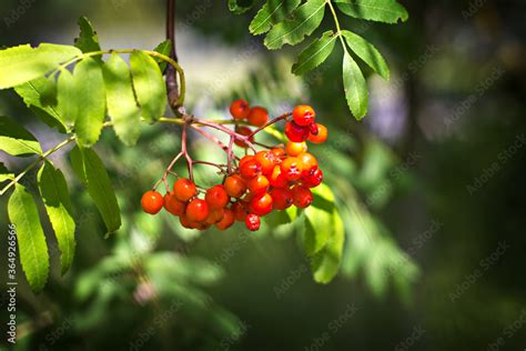 Viburnum, branch of viburnum, berries of viburnum Stock Photo | Adobe Stock