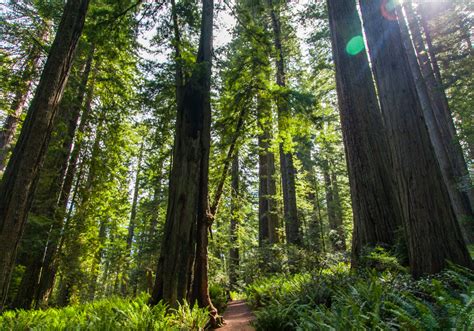 Redwood National Park - AdventureHacks