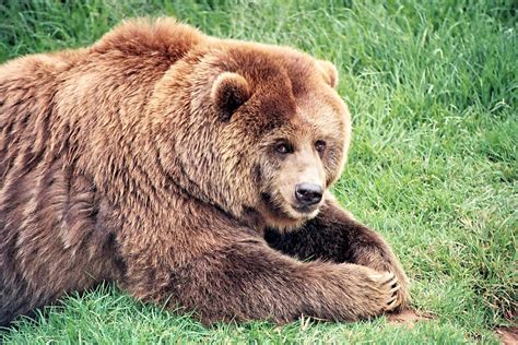 What’s the Difference Between Black Bears and Grizzly Bears? | Yellowstone Bear World