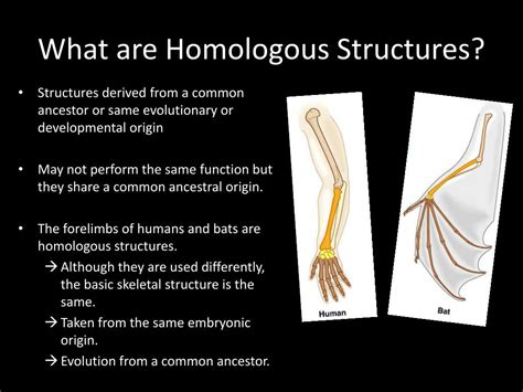 Select The Examples Of Homologous Structures