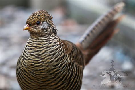 Golden Pheasant — Blue Creek Aviaries