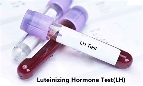 Luteinizing hormone function, luteinizing hormone test and normal range