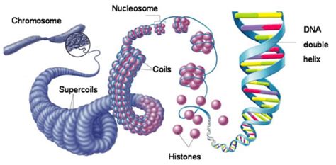 Chromosome: definition, structure, types, and composition - Javatpoint