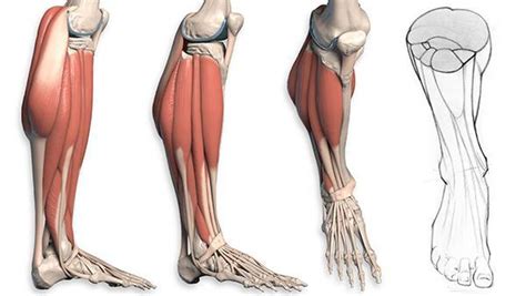 PODIATRIST DESCRIBES HOW LEG AND FOOT MUSCLES INTERACT