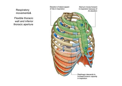 Thoracic Wall Diagram World Of Reference