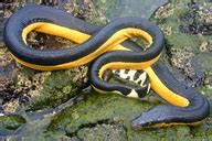 Yellow-bellied Snake in “Snake -free” New Zealand | Paranormal NZ