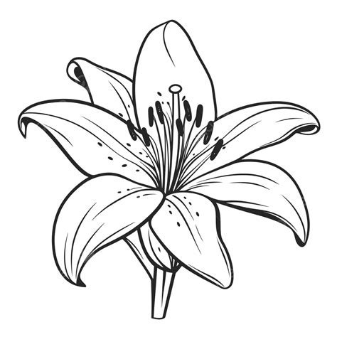 Black And White Lily Flower Coloring Pages Outline Sketch Drawing ...