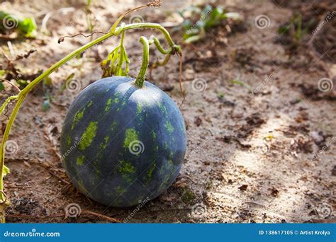 Watermelon Citrullus Lanatus Growing in the Vegetable Garden Stock Image - Image of natural ...