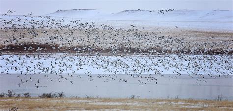 Experience the snow goose migration in Choteau Montana