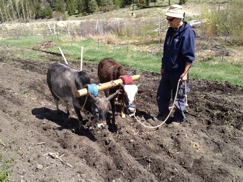 Ox plowing garden fields | Vedic Eco Village