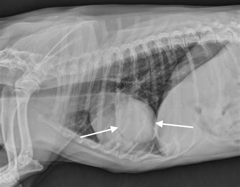 Veterinary Key Points: Canine Lung Lobectomy Video