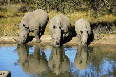 Facing Down a Crisis: How We Almost Lost the White Rhino ...