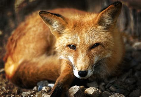 Red Fox - Potawatomi Zoo