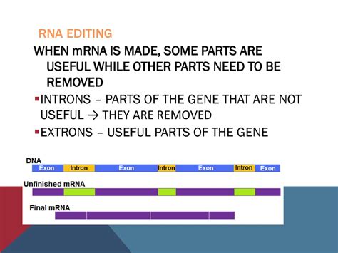 DNA Structure and Replication - ppt download