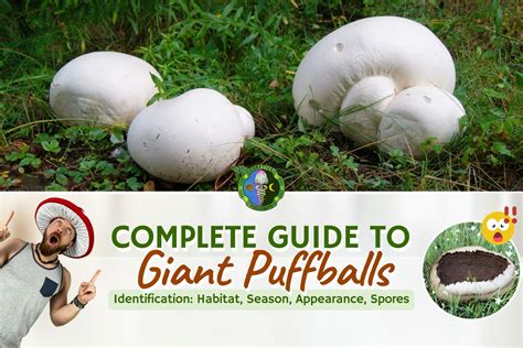 Giant Puffball Mushrooms Identification | Calvatia Gigantea