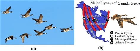 Geese Migration Patterns