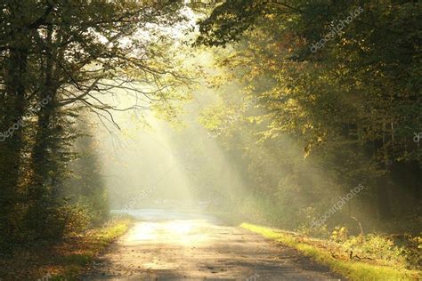 Misty autumn forest at dawn — Stock Photo © nature78 #7311032