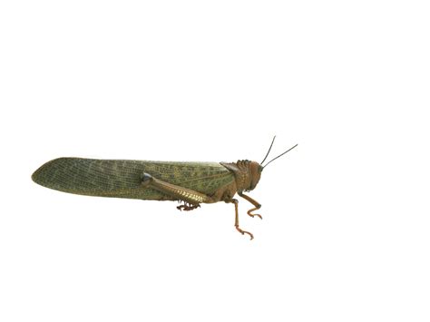 Grasshopper PNG Transparent Image - Freepngdesign.com