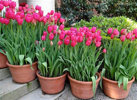 30+ Stunning Tulip Planting Ideas