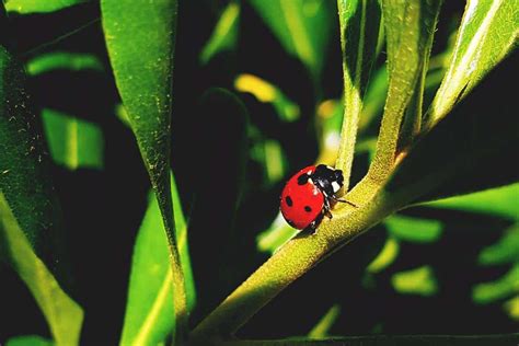 How to Attract Ladybugs to Your Garden