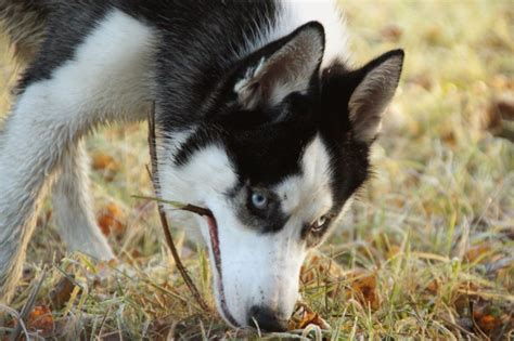 Dog Siberian Husky Is Playing Free Stock Photo - Public Domain Pictures