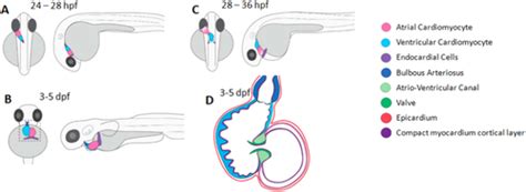 Heart function and hemodynamic analysis for zebrafish embryos - Yalcin - 2017 - Developmental ...