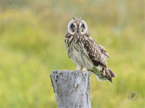 Hawaiian Short-eared Owl - JPFotog