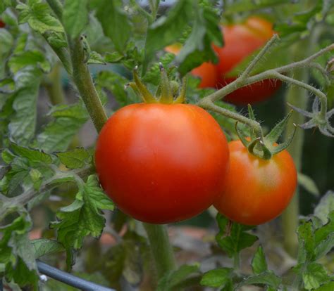 Patio Hybrid Tomato Seeds