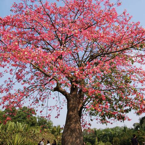 Red silk cotton tree facts and health benefits