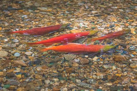 Everything You Need to Know About Kokanee Salmon Colorado - Guide Recommended