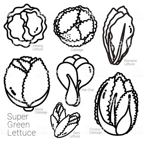 Lettuce clipart outline, Lettuce outline Transparent FREE for download on WebStockReview 2023