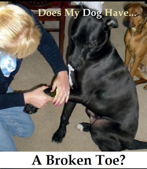 Dog Snake Bite - Best Pet Home Remedies