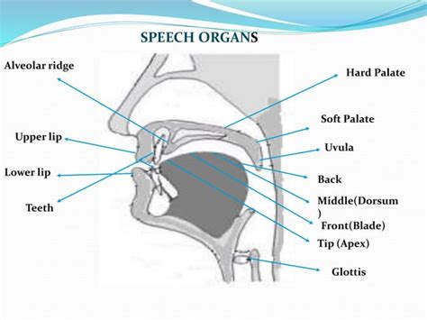 The organs of speech