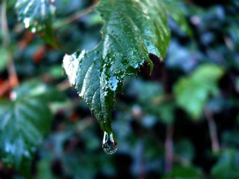 Leaves | Free Stock Photo | A drop of rain on a leaf | # 9222