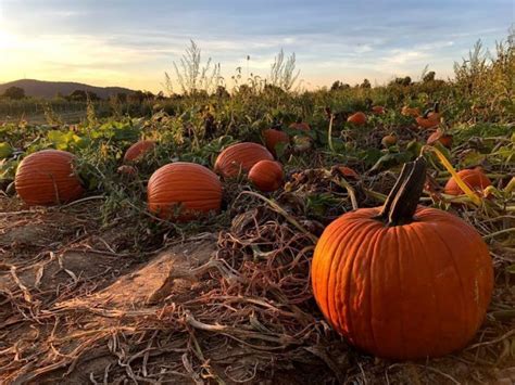 Pick-Your-Own | Fishkill Farms