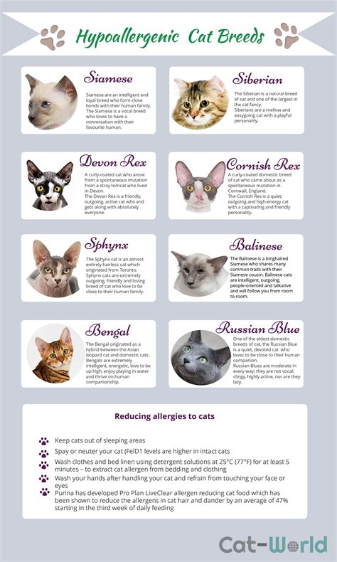 Hypoallergenic Breeds of Cat | Cat breeds hypoallergenic, Cat breeds ...