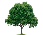 Tree Png 212