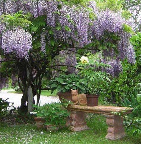 17 Best images about Wisteria vines on Pinterest | Gardens, Parks and ...