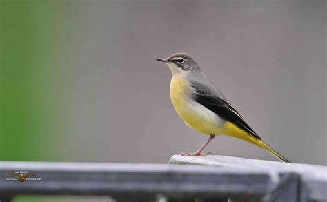 Grey Wagtail 9663.jpg | BirdForum