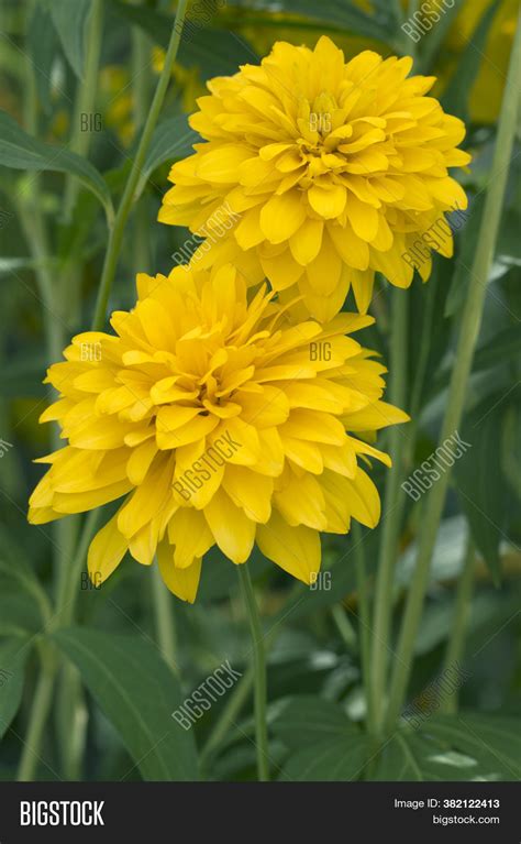 Rudbeckia Flowers Image & Photo (Free Trial) | Bigstock