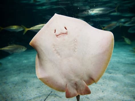 Smiling Stingray Stock Photo - Image: 9068550