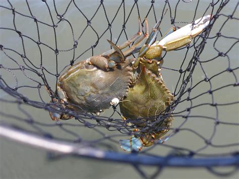 crabbing2