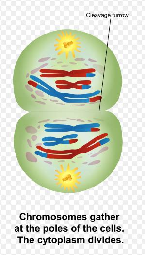 Difference Between Telophase 1 and 2 | Definition, Features, Significance, Similarities and ...