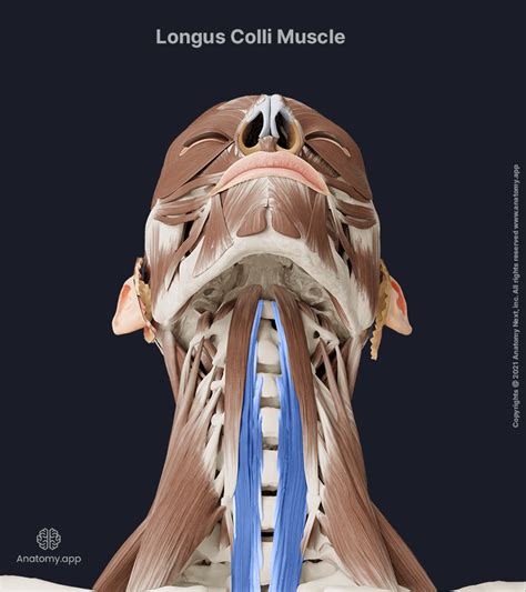 Longus colli | Encyclopedia | Anatomy.app | Learn anatomy | 3D models ...