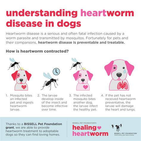 Houston SPCA to Treat 100 Heartworm-Positive Pets With BISSELL Pet ...