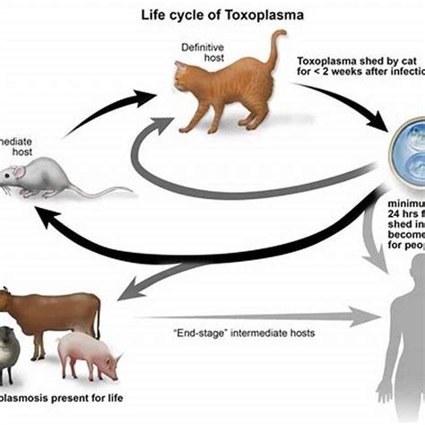 How do cats get toxoplasmosis? - DIY Seattle